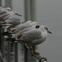 Mouettes - moineaux Vevey - 029